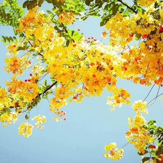 Flower aesthetic desktop wallpaper