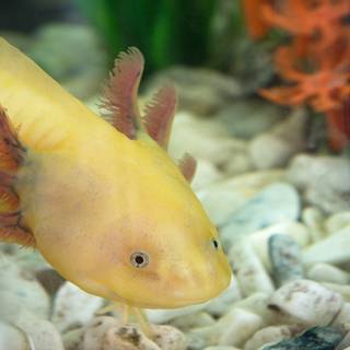 Yellow axolotl wallpaper