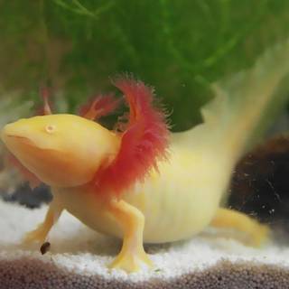 Yellow axolotl wallpaper