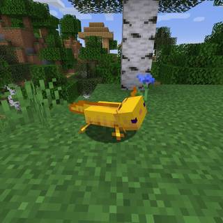 Yellow axolotl wallpaper