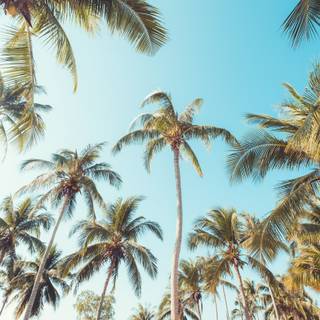 Summer desktop palm tree wallpaper