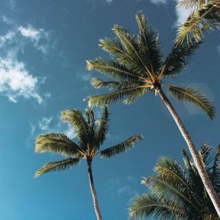 Summer desktop palm tree wallpaper