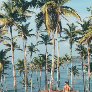 Summer desktop palm tree wallpaper