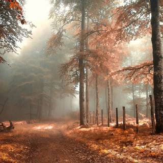 Foggy autumn forest wallpaper