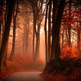Foggy autumn forest wallpaper