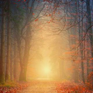 Foggy autumn forest wallpaper