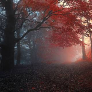 Foggy autumn forest wallpaper