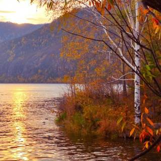 Autumn vertical 4k wallpaper