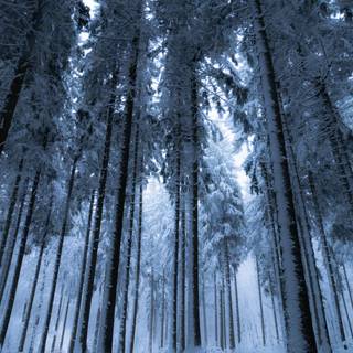 Winter forest 4k wallpaper