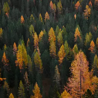 Autumn pine tree wallpaper