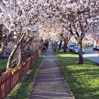 Victoria BC wallpaper