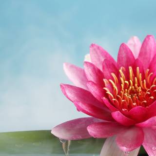 Lotus phone wallpaper