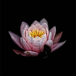 Lotus flower iPhone wallpaper