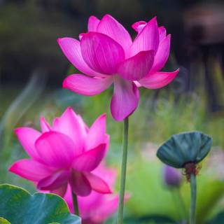 Lotus phone wallpaper