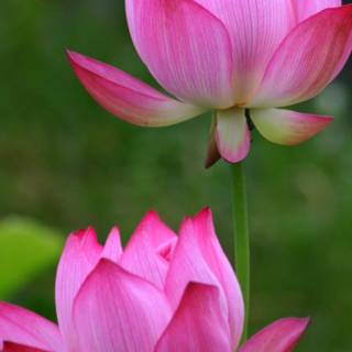 Lotus flower phone wallpaper