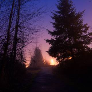 Night forest 4k wallpaper