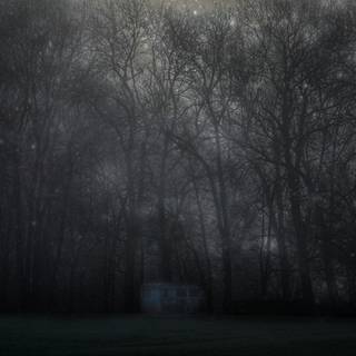 Night forest 4k wallpaper