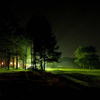 Night forest 4k wallpaper