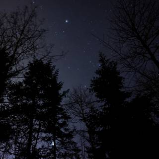 Night forest 4k wallpaper