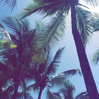 Summer vibes palm tree wallpaper