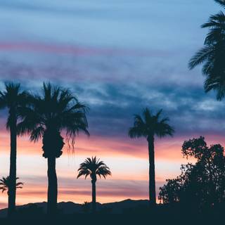Summer vibes palm tree wallpaper