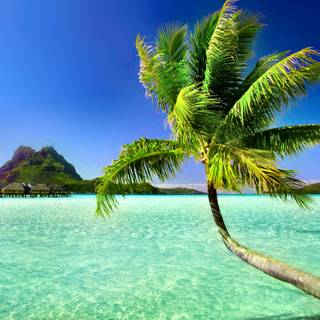 Pacific summer wallpaper