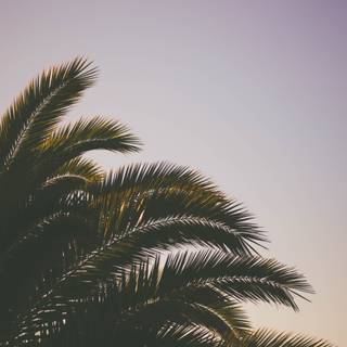 Summer vibes palm tree wallpaper