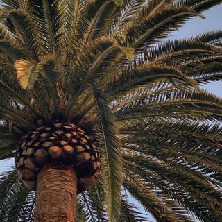 Summer vibes palm tree wallpaper