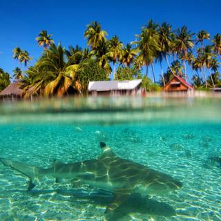 Pacific summer wallpaper