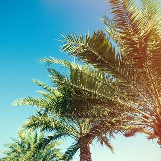 Summer vibes palm tree wallpaper
