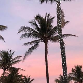 Summer vibes palm tree wallpaper