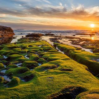 Pacific summer wallpaper