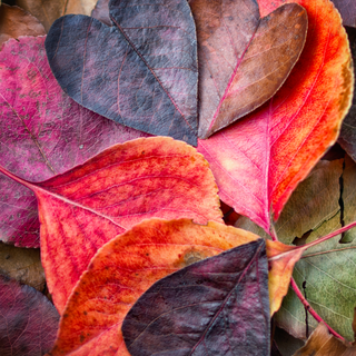 I love u autumn wallpaper