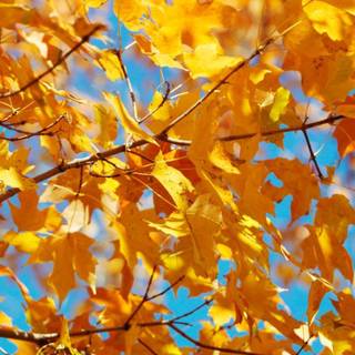 I love u autumn wallpaper