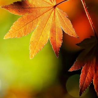 4k autumn phone wallpaper