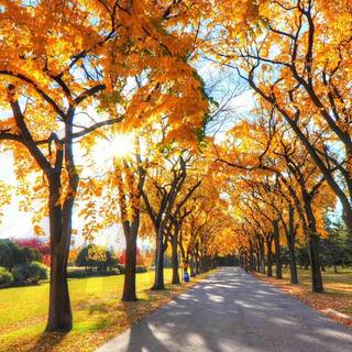 4k autumn phone wallpaper