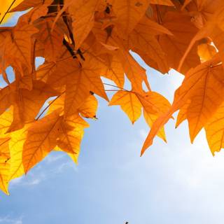 4k autumn phone wallpaper