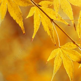 4k autumn phone wallpaper