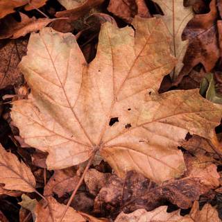 I love u autumn wallpaper