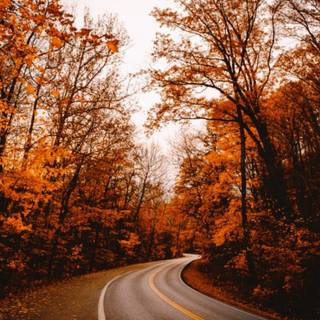 4k autumn phone wallpaper