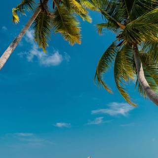 Pacific summer wallpaper