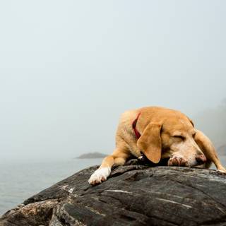 A Dog In The Fog wallpaper