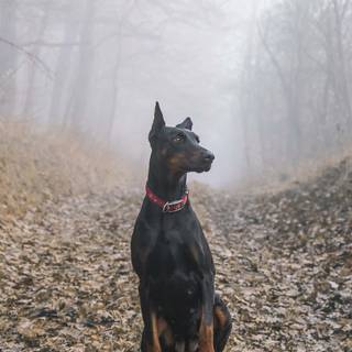 Cool Doberman wallpaper