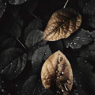 Gold dark phone 12 wallpaper