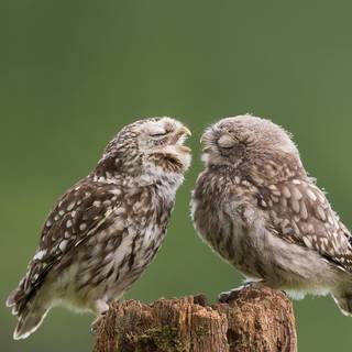 Cute 4k PC wallpaper