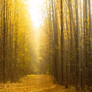 5120x1440 autumn morning wallpaper