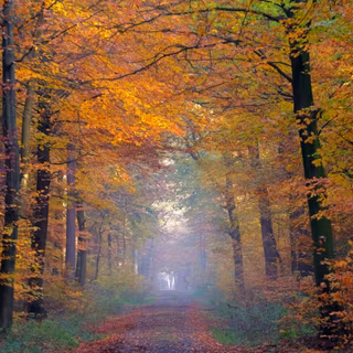 Happy autumn season wallpaper