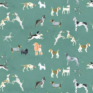 Canidae wallpaper