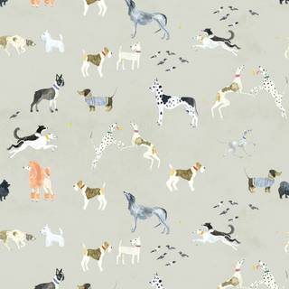 Canidae wallpaper