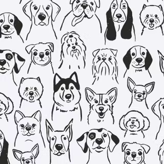 Canidae wallpaper